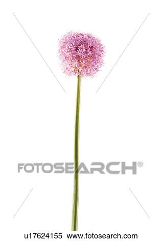 Stem, Pastel Color, White Background, Flower, Single Flower, One Object View Large Photo Image Stock Photography - Stem, Pastel Color, White Background, Flower, Single Flower, One Object. Fotosearch