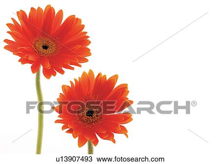 Two Objects, Flowers, Green, Daisy Flower, Gerbera Daisy, Vibrant Color View Large Photo Image Stock Image - Two Objects, Flowers, Green, Daisy Flower, Gerbera Daisy, Vibrant Color. Fotosearch