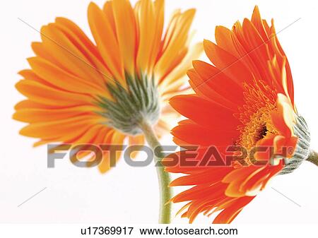 Two Objects, Flowers, Green, Daisy Flower, Gerbera Daisy, Vibrant Color View Large Photo Image Stock Photo - Two Objects, Flowers, Green, Daisy Flower, Gerbera Daisy, Vibrant Color. Fotosearch