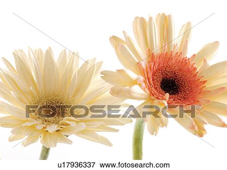 Two Objects, Flowers, Green, Daisy Flower, Gerbera Daisy, White Background View Large Photo Image Stock Photo - Two Objects, Flowers, Green, Daisy Flower, Gerbera Daisy, White Background. Fotosearch