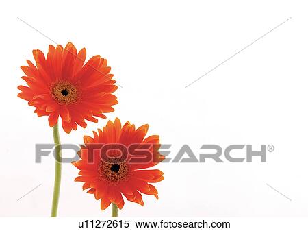 Two Objects, Flowers, Green, Daisy Flower, Gerbera Daisy, Vibrant Color View Large Photo Image Stock Photography - Two Objects, Flowers, Green, Daisy Flower, Gerbera Daisy, Vibrant Color. Fotosearch