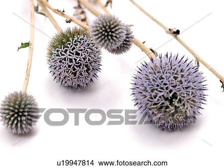 White Background, Close-Up, Grainy View Large Photo Image Picture - White Background, Close-Up, Grainy. Fotosearch