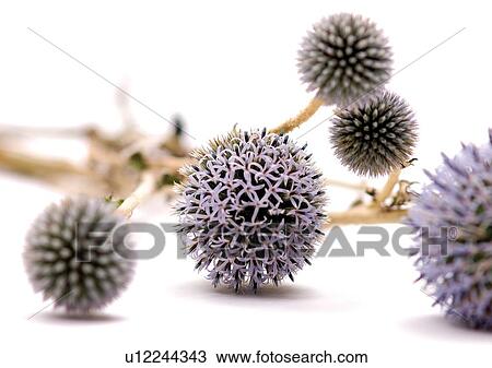 White Background, Close-Up, Grainy View Large Photo Image Stock Image - White Background, Close-Up, Grainy. Fotosearch