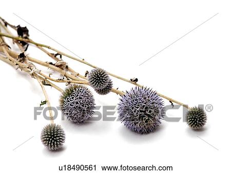 White Background, Close-Up, Grainy View Large Photo Image Stock Image - White Background, Close-Up, Grainy. Fotosearch