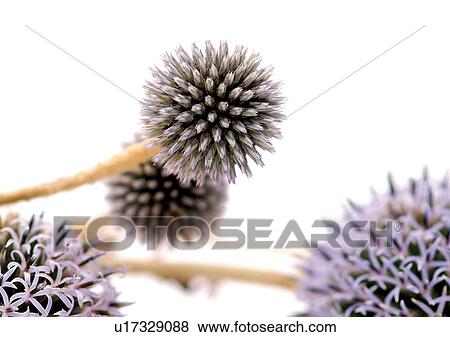 Stock Photo - White Background, Close-Up, Grainy. Fotosearch
