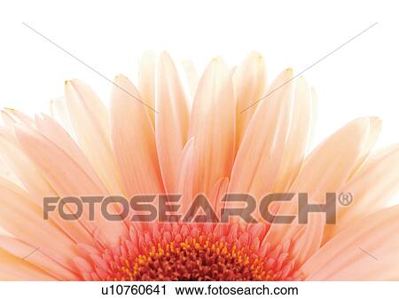 Stock Image - White Background, Flower, Flower Head, Open, Petal, Plant, Single Flower. Fotosearch