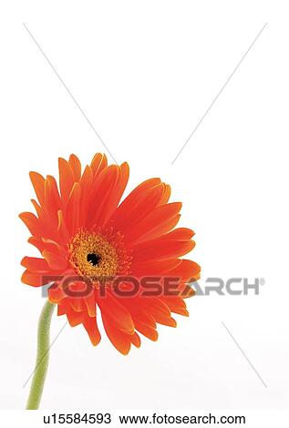 White Background, Flower, Flower Head, Open, Petal, Plant, Single Flower View Large Photo Image Stock Image - White Background, Flower, Flower Head, Open, Petal, Plant, Single Flower. Fotosearch