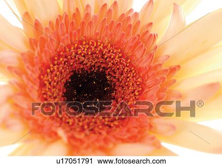 Stock Image - White Background, Flower, Flower Head, Open, Petal, Plant, Single Flower. Fotosearch