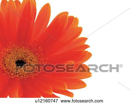 Stock Photo - White Background, Flower, Flower Head, Open, Petal, Plant, Single Flower. Fotosearch