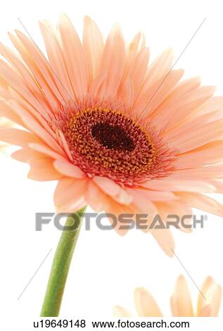 White Background, Flower, Flower Head, Open, Petal, Plant, Flowers View Large Photo Image Stock Photo - White Background, Flower, Flower Head, Open, Petal, Plant, Flowers. Fotosearch