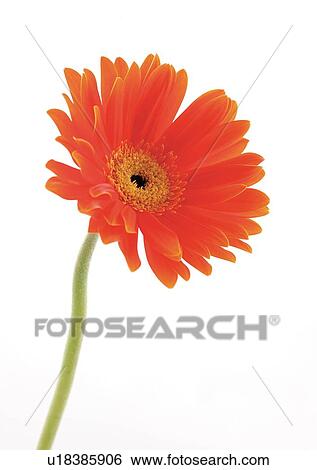 Stock Photograph - White Background, Flower, Flower Head, Open, Petal, Plant, Single Flower. Fotosearch