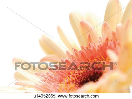 White Background, Flower, Flower Head, Open, Petal, Plant, Single Flower View Large Photo Image Stock Photography - White Background, Flower, Flower Head, Open, Petal, Plant, Single Flower. Fotosearch