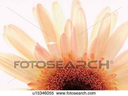 White Background, Flower, Flower Head, Open, Petal, Plant, Single Flower View Large Photo Image Stock Photography - White Background, Flower, Flower Head, Open, Petal, Plant, Single Flower. Fotosearch