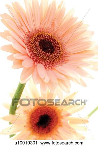 Stock Image - White Background, Flower Head, Open, Petal, Plant, Flowers, Two Objects. Fotosearch