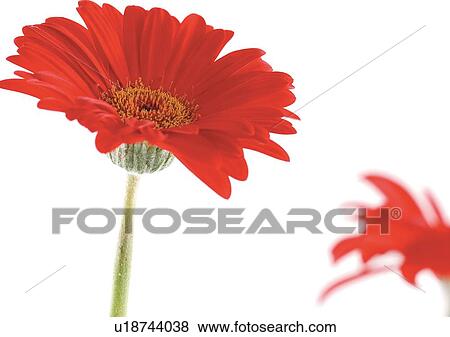 White Background, Flower Head, Open, Petal, Plant, Flowers, Sunflower View Large Photo Image Stock Photo - White Background, Flower Head, Open, Petal, Plant, Flowers, Sunflower. Fotosearch