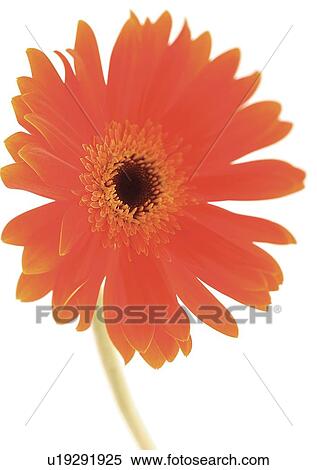 White Background, Flower Head, Open, Petal, Plant, One Flower, One Object View Large Photo Image Stock Photography - White Background, Flower Head, Open, Petal, Plant, One Flower, One Object. Fotosearch