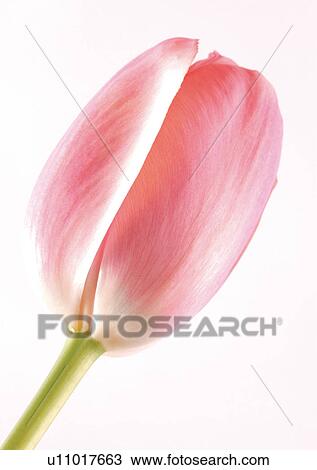 Stock Image - White Background, Flower, Spring, Tulip, Close-Up. Fotosearch