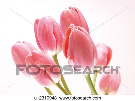 Stock Photo - White Background, Flowers, Spring, Tulip, Close-Up. Fotosearch
