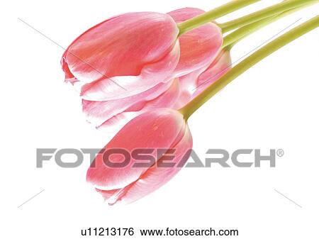 Stock Photograph - White Background, Flowers, Spring, Tulip, Close-Up. Fotosearch