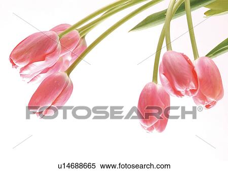 White Background, Open, Flowers, Spring, Tulip, Close-Up View Large Photo Image Stock Photography - White Background, Open, Flowers, Spring, Tulip, Close-Up. Fotosearch