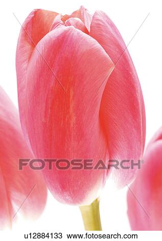 Stock Image - White Background, Plant, Flowers, Spring, Tulip, Close-Up. Fotosearch