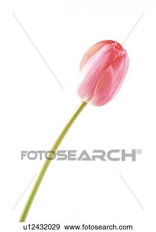 White Background, Plant, Flowers, Spring, Tulip, Close-Up View Large Photo Image Stock Photo - White Background, Plant, Flowers, Spring, Tulip, Close-Up. Fotosearch