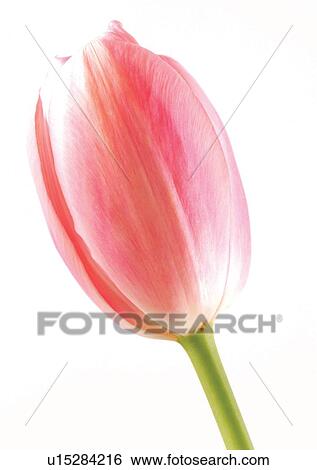 White Background, Plant, Flowers, Spring, Tulip, Close-Up View Large Photo Image Stock Photograph - White Background, Plant, Flowers, Spring, Tulip, Close-Up. Fotosearch