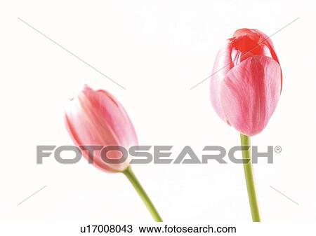 Stock Image - White Background, Plant, Spring, Tulip, Close-Up. Fotosearch
