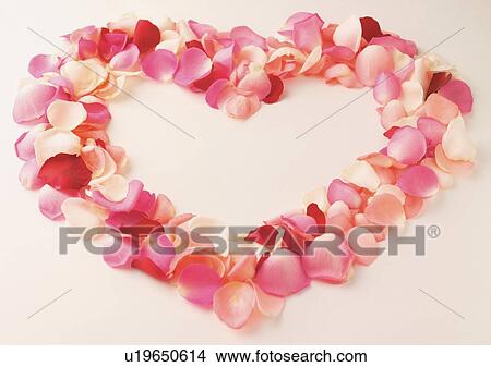 Picture - Rose, Petals, Repetition. Fotosearch