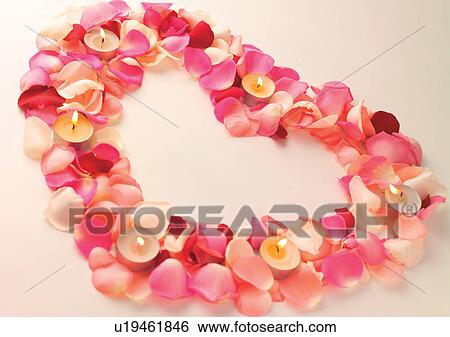 Rose, Petals, Repetition View Large Photo Image Stock Photograph - Rose, Petals, Repetition. Fotosearch