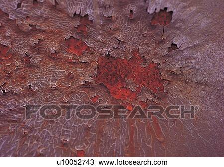 Chipping, Close-Up, Condition, Corroded, Corrosion View Large Photo Image Stock Image - Chipping, Close-Up, Condition, Corroded, Corrosion. Fotosearch