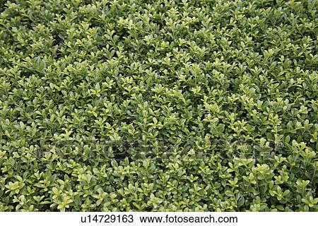 Stock Image - Branches. Fotosearch