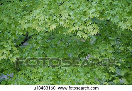 Stock Image - Green Leaves. Fotosearch