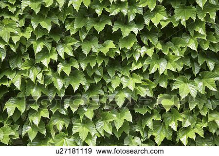 Ivy View Large Photo Image Stock Photo - Ivy. Fotosearch