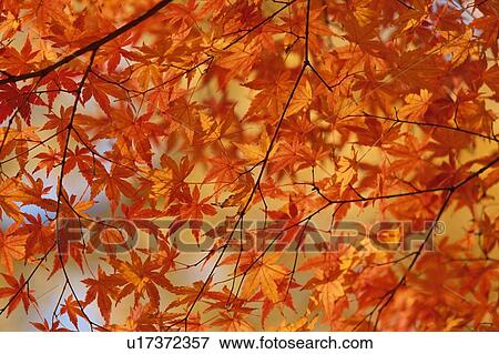 Maple Leaves On Branch View Large Photo Image Stock Photo - Maple Leaves On Branch. Fotosearch