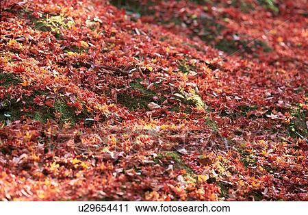 Stock Image - Red Fallen Leaves On Ground. Fotosearch