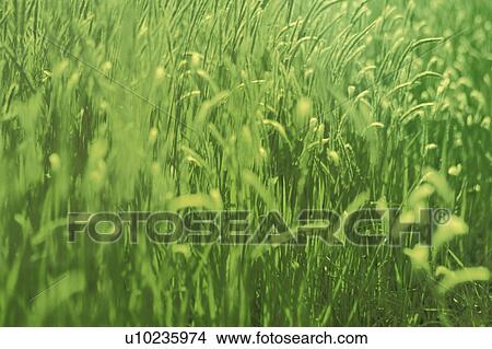 Picture - Rice Field. Fotosearch
