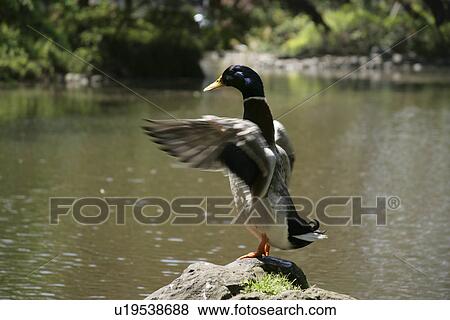 A Duck Extending Feather View Large Photo Image Stock Photo - A Duck Extending Feather. Fotosearch
