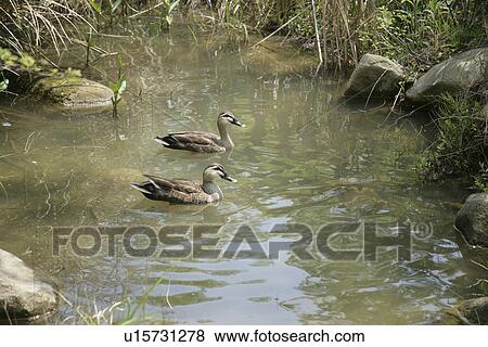 Stock Photo - A Duck Swimming In A Pond. Fotosearch