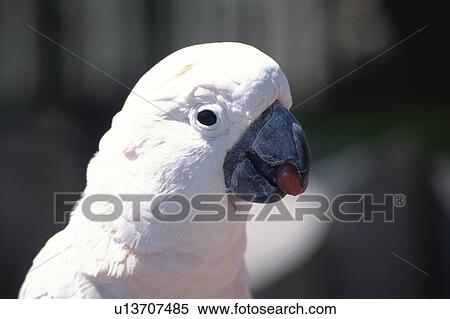 A White Bird View Large Photo Image Stock Photography - A White Bird. Fotosearch