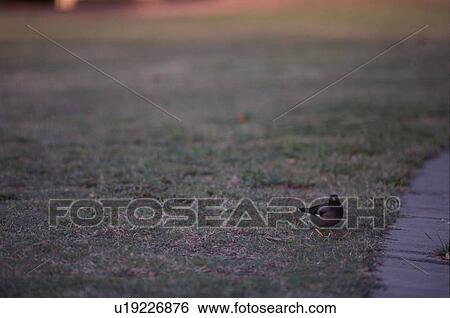 Bird On Lawn View Large Photo Image Stock Photograph - Bird On Lawn. Fotosearch