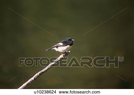 Picture - Bird Perching On Branch. Fotosearch