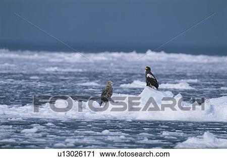 Eagle View Large Photo Image Stock Image - Eagle. Fotosearch