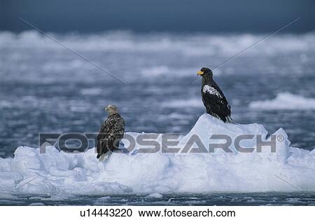 Eagle View Large Photo Image Stock Image - Eagle. Fotosearch