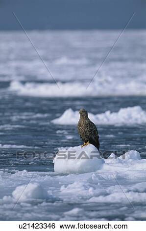 Eagle View Large Photo Image Stock Photograph - Eagle. Fotosearch