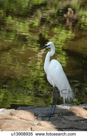 Stock Photography - Egret. Fotosearch