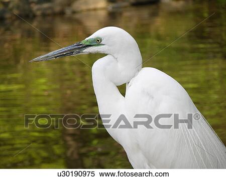Stock Photography - Egret. Fotosearch