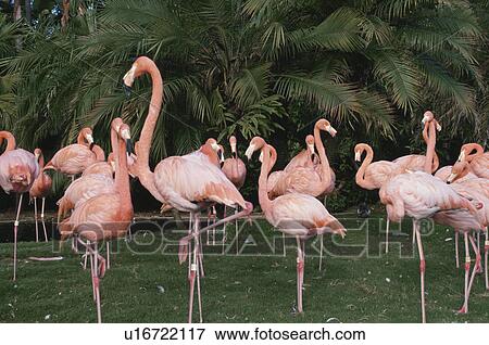 Flamingo View Large Photo Image Stock Photo - Flamingo. Fotosearch