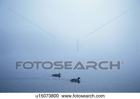 Stock Image - Fog And A Waterfowl. Fotosearch