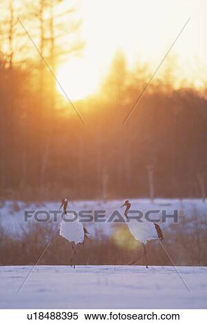 Husband And Wife Of The Japanese Crane In The Setting Sun View Large Photo Image Stock Photography - Husband And Wife Of The Japanese Crane In The Setting Sun. Fotosearch